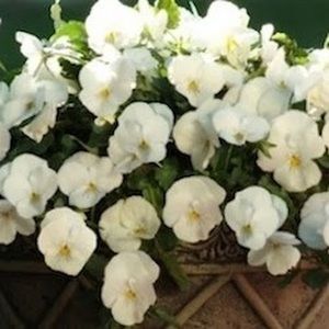 Meet your Posher, Laurie